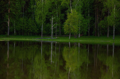 Scenic view of lake in forest