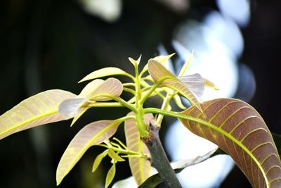 Close-up of leaves on plant