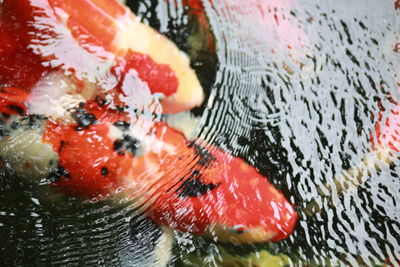 Close-up of red leaves