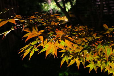 Leaves at night