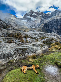 View of a dog on mountain