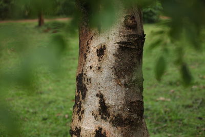 Close-up of tree trunk on field