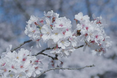 Close-up of cherry blossom