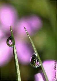 Close-up of purple flower