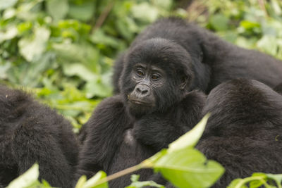 Young mountain gorilla in a family group in bwindi impenetrable forest
