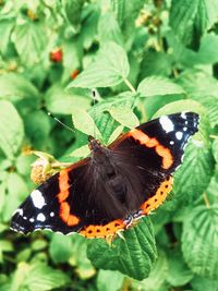 Close-up of butterfly pollinating flower