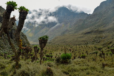 Giant groundsels against a mountain background, rwenzori mountains national park, uganda