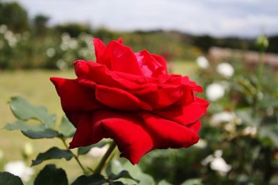 Close-up of red rose blooming outdoors