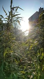 Sun shining through plants