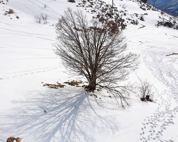 Snow covered trees on field