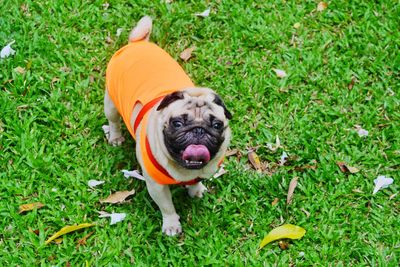 Portrait of a dog on field