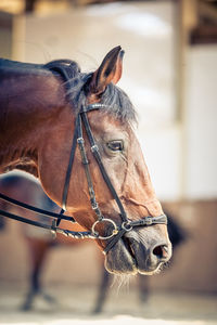 Close-up of horse in stable