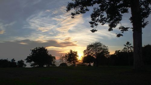 Silhouette of trees on field at sunset