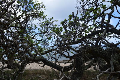 Low angle view of tree against sky
