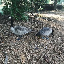 Birds in park