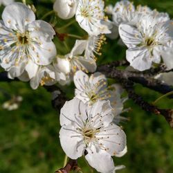 Close-up of white flowers