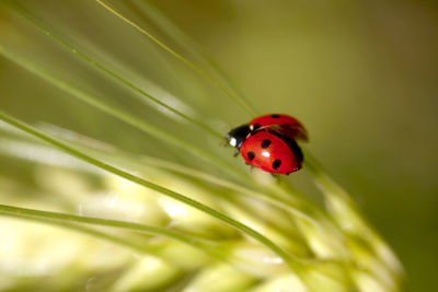 Close-up of ladybug on leaf