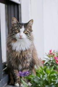 Cute maine coon cat sitting on the window sill. 