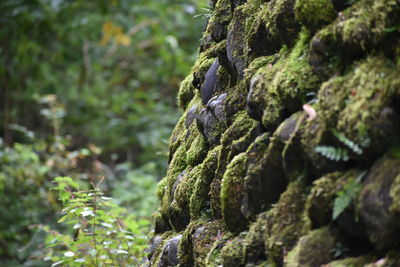 Close-up of moss covered rock