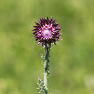 Close-up of thistle flower