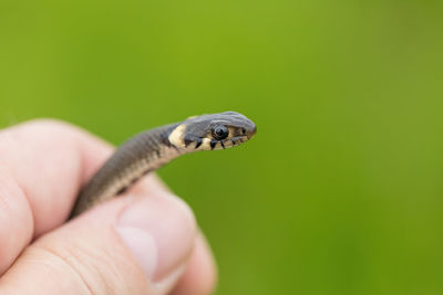 Cropped hand holding snake