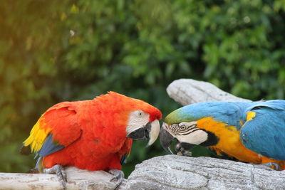 Close-up of parrot perching on rock