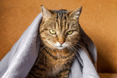 Close-up portrait of a cat