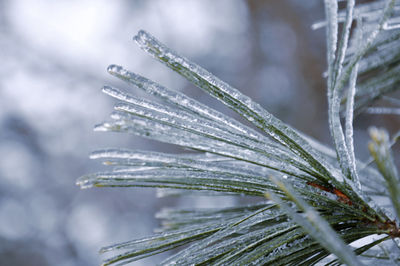 Close-up of icicles on pine tree during winter