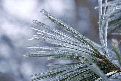 Close-up of icicles on pine tree during winter