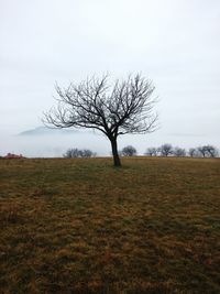 Bare tree on landscape against clear sky