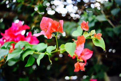 Close-up of red flowers blooming on tree