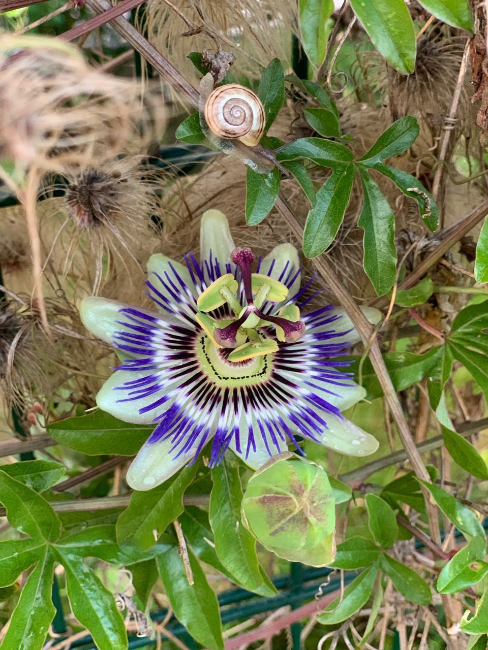 HIGH ANGLE VIEW OF PURPLE FLOWER ON PLANT