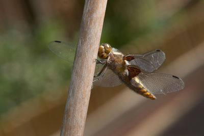 Close-up of dragonfly on twig