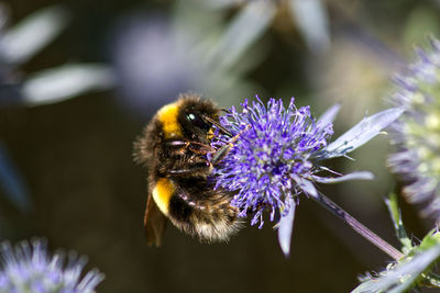 Close-up of bee on purple flower