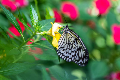 Close-up of butterfly pollinating on flower