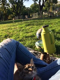 Cat sitting on field