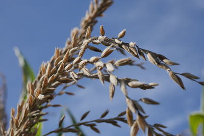 Close-up of stalks against clear sky