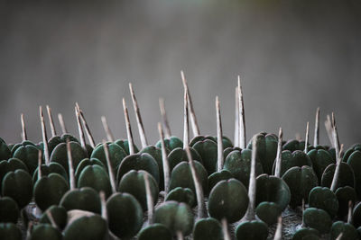 Close-up of cactus