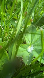 Full frame shot of fresh green plants