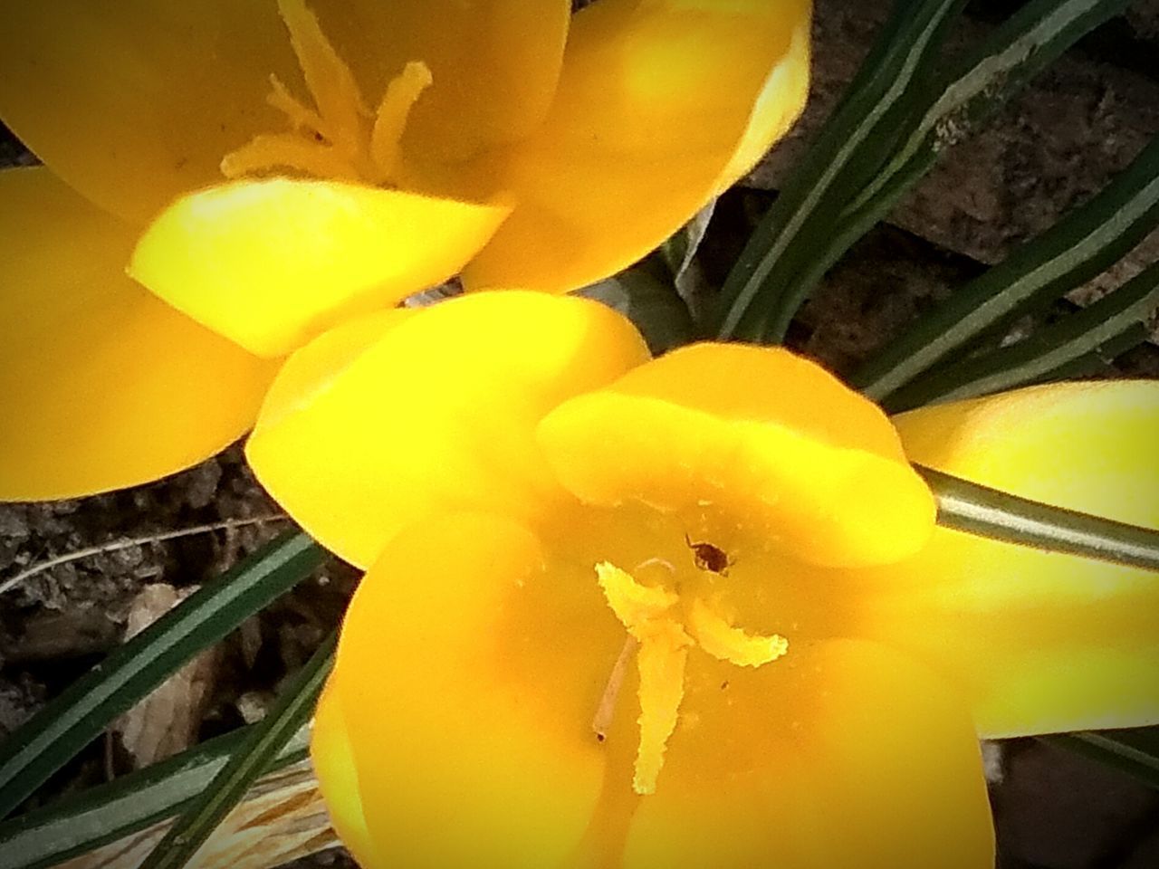 CLOSE-UP OF YELLOW FLOWER GROWING IN PLANT