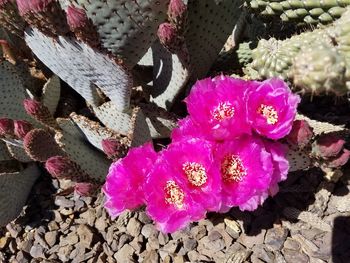 Close-up of pink succulent plant