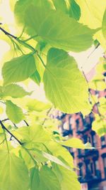 Close-up of leaves