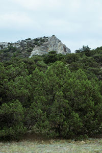 Scenic view of trees against sky