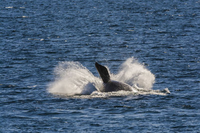 Whale swimming in sea