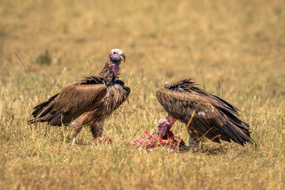 Lappet-faced