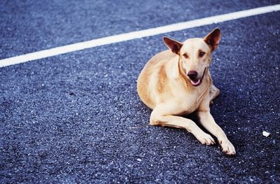 High angle view of dog on road in city