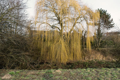 Close-up of tree against sky