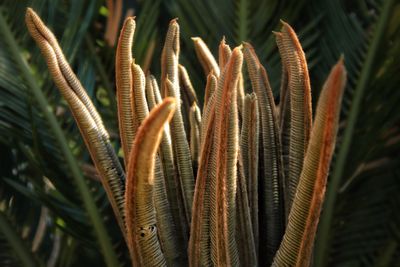 Close-up of sago palm
