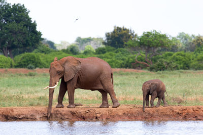 Elephant standing in a farm