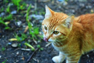 Close-up of cat licking lips